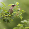 USA, Carmel, Indiana. Cedar waxwing feeds on serviceberry fruit. Poster Print by Deborah Winchester - Item # VARPDDUS15DWI0023