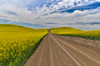 Dirt road through canola fields in Eastern Washington Palouse Country Poster Print by Darrell Gulin (24 x 18) # US48DGU1642