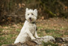 Issaquah, WA. Westie posing outside as he is about to hop onto a log.  Poster Print by Janet Horton - Item # VARPDDUS48JHO0417