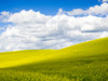 USA, Washington State, Palouse Region. Spring Canola field with clouds Poster Print by Terry Eggers - Item # VARPDDUS48TEG1273