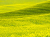 USA, Washington State, Palouse Region. Patterns in Spring Canola field Poster Print by Terry Eggers - Item # VARPDDUS48TEG1275