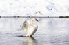 Yellowstone National Park, trumpeter swan flaps its wings after preening Poster Print by Ellen Goff (24 x 18) # US51EGO0270
