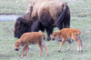 Yellowstone National Park Young bison calves stay close to their mother Poster Print by Ellen Goff (24 x 18) # US51EGO0296