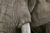 Africa, Kenya, Maasai Mara National Reserve. Detail of elephant head. Poster Print by Jaynes Gallery - Item # VARPDDAF21BJY0143