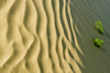 Canada, Saskatchewan, Great Sand Hills. Sand dune ripples and plants. Poster Print by Jaynes Gallery - Item # VARPDDCN11BJY0042