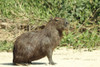 Pantanal, Mato Grosso, Brazil. Adult Capybara sitting on a sandy beach. Poster Print by Janet Horton - Item # VARPDDSA04JHO0057