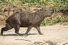 Pantanal, Mato Grosso, Brazil. Adult capybara walking on a sandy beach. Poster Print by Janet Horton - Item # VARPDDSA04JHO0165