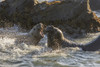 USA, California, Piedras Blancas. Young elephant seal bulls fighting. Poster Print by Jaynes Gallery - Item # VARPDDUS05BJY1259