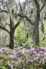 Pink azalea bush and Live Oak trees with Spanish Moss, Florida, USA Poster Print by Lisa Engelbrecht - Item # VARPDDUS10LEN1078