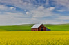 Red barn in canola field with dramatic sky just north of Moscow, Idaho Poster Print by Darrell Gulin (24 x 18) # US13DGU0019