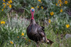 Tom turkey in breeding plumage in Great Basin National Park, Nevada, USA Poster Print by Chuck Haney (24 x 18) # US29CHA0050