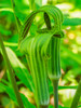 Pair of Jack in the Pulpit plants (Arisaema triphyllum) in a garden bed Poster Print by Julie Eggers (18 x 24) # US39JEG0110