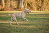 Issaquah, WA. One year old American Yellow Labrador running in a park.  Poster Print by Janet Horton - Item # VARPDDUS48JHO0398