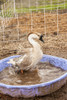 Carnation, WA. Domestic Swan Goose bathing in a wading pool at a farm.  Poster Print by Janet Horton - Item # VARPDDUS48JHO0611