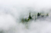 Washington State, Mount Rainier National Park Fir trees in clouds Poster Print by Jamie & Judy Wild (24 x 18) # US48JWI5309