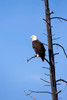Yellowstone National Park, bald eagle perching on the limb of a dead tree Poster Print by Ellen Goff (18 x 24) # US51EGO0272