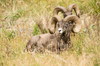 Yellowstone National Park, Wyoming, USA Two male Bighorn Sheep resting Poster Print by Janet Horton (24 x 18) # US51JHO0097