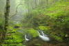 Canada, New Brunswick, Fundy National Park. Bridge over Dickson Creek. Poster Print by Jaynes Gallery - Item # VARPDDCN04BJY0013