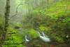 Canada, New Brunswick, Fundy National Park. Bridge over Dickson Creek. Poster Print by Jaynes Gallery - Item # VARPDDCN04BJY0047