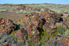 Petrified logs, Petrified Forest National Park, Holbrook, Arizona, USA. Poster Print by Michel Hersen - Item # VARPDDUS03MHE0446