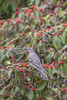 Northern Mockingbird in Winterberry Bush, Marion County, Illinois Poster Print by Richard & Susan Day - Item # VARPDDUS14RDY2371