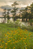USA, Louisiana, Lake Martin. Cypress trees and coneflowers at sunset.  Poster Print by Jaynes Gallery - Item # VARPDDUS19BJY0099
