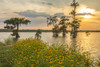 USA, Louisiana, Lake Martin. Cypress trees and coneflowers at sunset.  Poster Print by Jaynes Gallery - Item # VARPDDUS19BJY0100