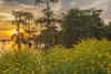 USA, Louisiana, Lake Martin. Cypress trees and coneflowers at sunset.  Poster Print by Jaynes Gallery - Item # VARPDDUS19BJY0225