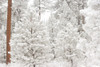 Wind-blown frosted snow on trees, Mt. Hood National Forest, Oregon Poster Print by Stuart Westmorland - Item # VARPDDUS38SWR0345