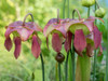 The purple flowers of the Pitcher plant, Sarracenia, a carnivorous plant Poster Print by Julie Eggers (24 x 18) # US39JEG0129