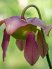 The purple flowers of the Pitcher plant, Sarracenia, a carnivorous plant Poster Print by Julie Eggers (18 x 24) # US39JEG0132