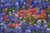 Texas Hill Country wildflowers, Texas. Bluebonnets and Indian Paintbrush Poster Print by Gayle Harper - Item # VARPDDUS44GHA0027