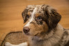 Four month old Red Merle Australian Shepherd puppy resting in a basket.  Poster Print by Janet Horton - Item # VARPDDUS48JHO0355