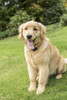 Issaquah, WA. Four month old Golden Retriever puppy posing on her lawn.  Poster Print by Janet Horton - Item # VARPDDUS48JHO0937