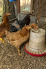 Black Star and Red Star hens eating in a large custom-made chicken coop. Poster Print by Janet Horton - Item # VARPDDUS48JHO1095