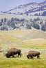 USA, Wyoming, Yellowstone National Park. Two buffalos in grassy field. Poster Print by Jaynes Gallery - Item # VARPDDUS51BJY0244