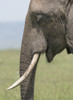 Africa, Kenya, Maasai Mara National Reserve. Close-up of elephant head. Poster Print by Jaynes Gallery - Item # VARPDDAF21BJY0140