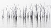 Africa, Zimbabwe, Matusadona National Park. Reflections on Lake Kariba. Poster Print by Jaynes Gallery - Item # VARPDDAF52BJY0023