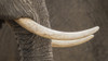 Africa, Zimbabwe, Mana Pools National Park. Close-up of elephant tusks. Poster Print by Jaynes Gallery - Item # VARPDDAF52BJY0038