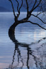 That Wanaka Tree reflected in Lake Wanaka, Otago, South Island, New Zealand Poster Print by David Wall - Item # VARPDDAU03DWA0342