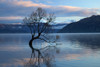 That Wanaka Tree reflected in Lake Wanaka, Otago, South Island, New Zealand Poster Print by David Wall - Item # VARPDDAU03DWA0345