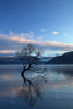 That Wanaka Tree reflected in Lake Wanaka, Otago, South Island, New Zealand Poster Print by David Wall - Item # VARPDDAU03DWA0346