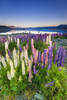 Dawn light on lupine at Lake Tekapo, Canterbury, South Island, New Zealand Poster Print by Russ Bishop - Item # VARPDDAU03RBS0059