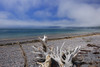 Canada, Nova Scotia, Advocate Harbour. Driftwood on Bay of Fundy beach. Poster Print by Jaynes Gallery - Item # VARPDDCN07BJY0009