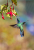 Central America, Costa Rica. Male lesser violetear hummingbird feeding. Poster Print by Jaynes Gallery - Item # VARPDDSA22BJY0129