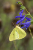 Cloudless Sulphur at Blue Ensign Salvia in Marion County, Illinois Poster Print by Richard & Susan Day - Item # VARPDDUS14RDY2379
