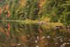 USA, Maine. Acadia National Park, reflections in the fall at Bubble Pond. Poster Print by Joanne Wells - Item # VARPDDUS20JWL0158