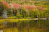 USA, Maine. Acadia National Park, reflections in the fall at Bubble Pond. Poster Print by Joanne Wells - Item # VARPDDUS20JWL0160