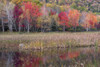 USA, Maine. Autumn foliage reflected in a pond, Acadia National Park. Poster Print by Judith Zimmerman - Item # VARPDDUS20JZI0067