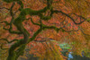 USA, Washington State, Bainbridge Island. Japanese maple tree in fall.  Poster Print by Jaynes Gallery - Item # VARPDDUS48BJY0874